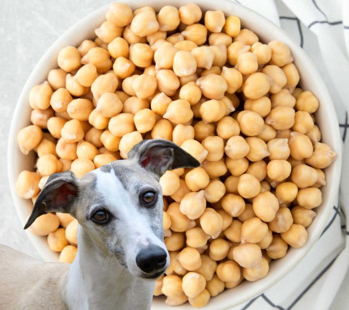 Are garbanzo beans good for dogs?