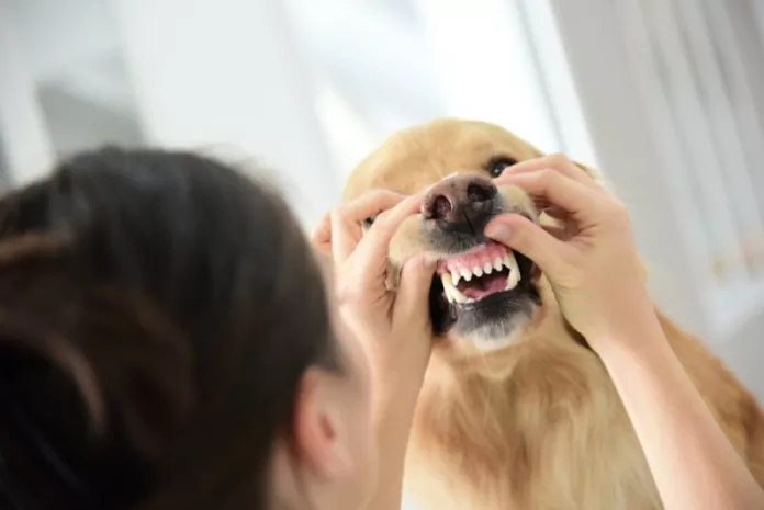 how to clean dog's teeth